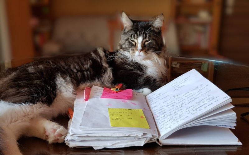 ATTIVITÀ ASSISTITE CON ANIMALI